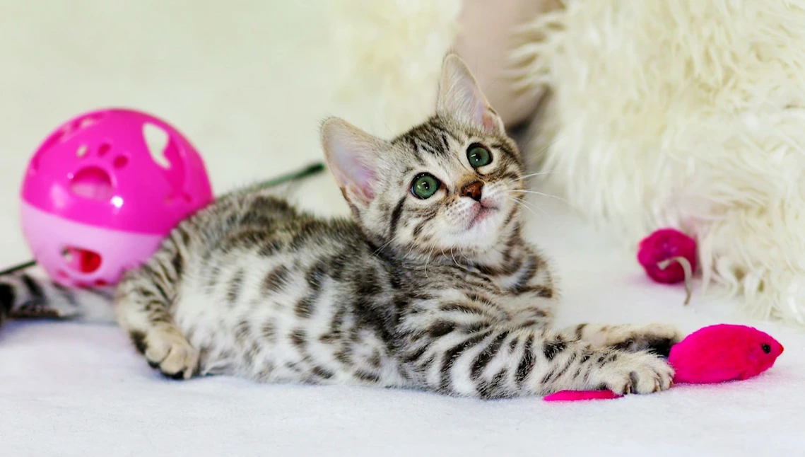 medical-disclaimer-cat-photo